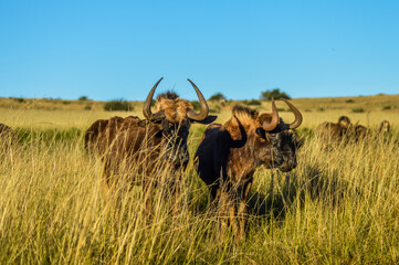 Male brown wildebeest in a game reserve in South Africa