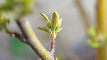 A young shoots on a spring apple tree. Young apple leaves. Sprout on an apple tree