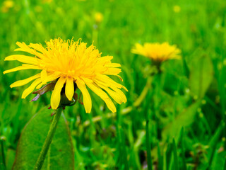 Beautiful yellow dandelions on a background of green grass on a very blurry background. Sunny spring day.