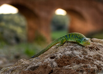 Fauna Ibérica 1