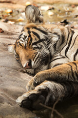 Noor Tiger cub sleeping