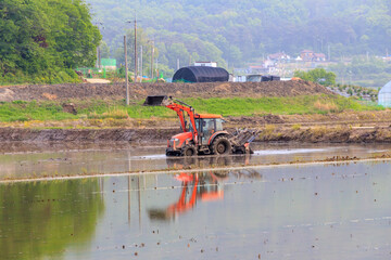 Fototapeta premium Korean traditional rice farming. Korean rice farming scenery. Korean rice paddies. Korea planting preparation work.