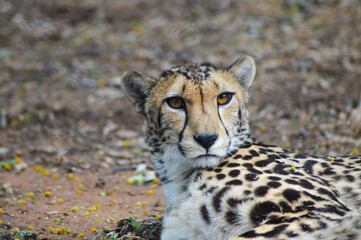 Portrait of a Cheetah - acinonyx jubatus in savannah in South Africa game reserve