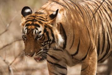 Closeup of a Tiger