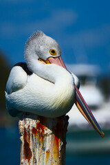 A pelican on a marina post