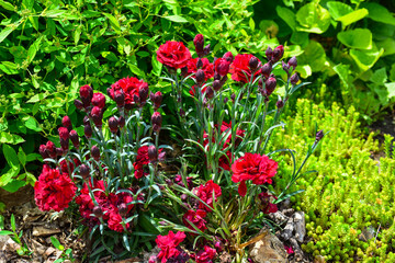 The flowers look like carnations purple-red. The bush is green. Sunny spring day in the garden