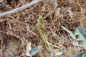 Small Mediterranean chameleon (Chamaeleo chamaeleon) found in Akamas Peninsula in Cyprus
