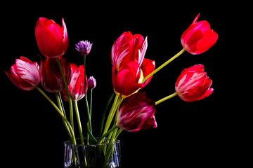 Beautiful tulips on a black background. Pink tulips on black. Flowers in a vase.