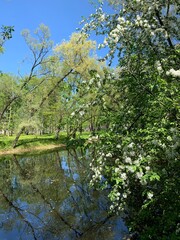 White flowers blooming tree on the river