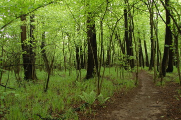 landscape in the depths of the forest trees and a lot of green grass in the spring and a path