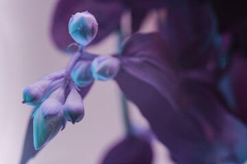 Beautiful white flowers in the neon light. Background pattern for design. Macro photography view.
