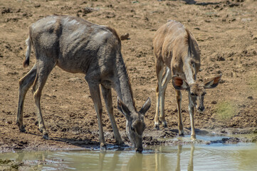 Kudu antelope in natural habital and a wild game reserve in South Africa