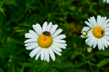 Obraz na płótnie Canvas camomile at sunny day at nature. Camomile flowers, field flowers, spring day. Close-up