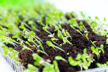 Bunch of green lettuce. Young green plants
