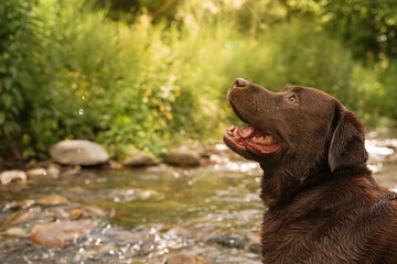 chocolate labrador in a mountain stream. Flare and lighting effects. dog  on the water of creek. scenic shot. Ideal for the concept of freedom and joy. Low point of view