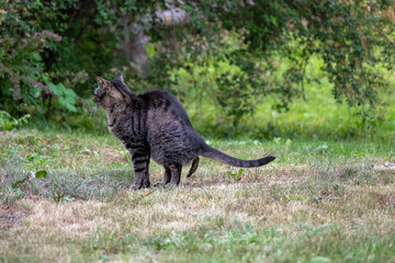 Katze setzt einen Haufen in einen Garten - Nachbargarten als Katzenklo © Sonja Birkelbach