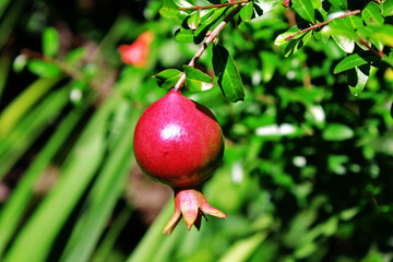 pomegranate with some green leaves around