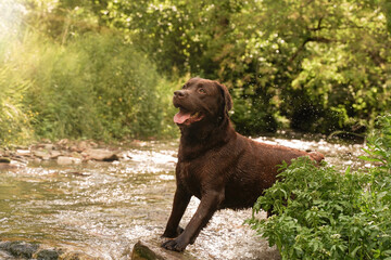 chocolate labrador in a mountain stream. Flare and lighting effects. dog  on the water of creek. scenic shot. Ideal for the concept of freedom and joy. Low point of view