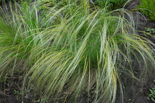 the beautiful Feather Grass bush, forms already at the slightest wind blow an unusual pattern. beautiful spring day. Close-up