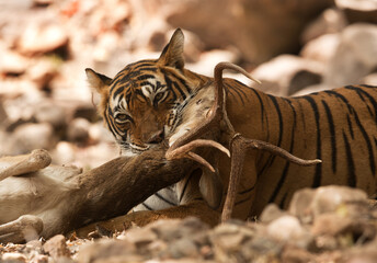 Tigeress (Noor) killing a deer, Ranthambore Tiger Reserve