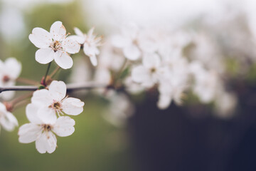Cherry blossom in soft focus with bokeh effect. Natural spring season background