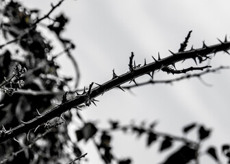 Black and white bramble silhouette in the forest