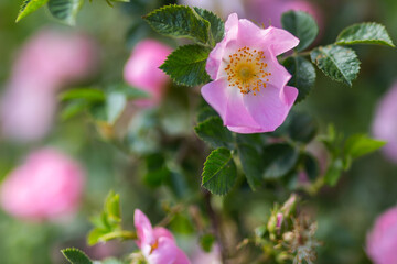 Rosehip flowers close-up on a blurry background. Wild rose Bush in selective focus. Delicate pink spring flowers in the sunlight. Space for text. Fragility and grace
