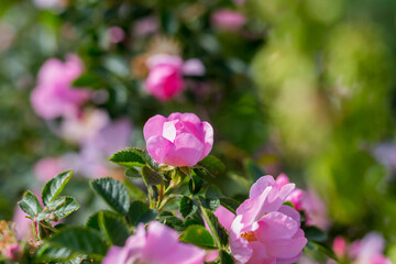 Rosehip flowers close-up on a blurry background. Wild rose Bush in selective focus. Delicate pink spring flowers in the sunlight. Space for text. Fragility and grace