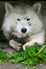 Dirty samoyed dog with guilty face laying on ground, closeup portrait