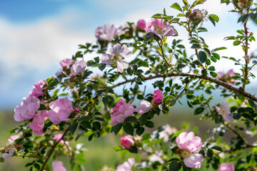 Rosehip flowers close-up on a blurry background. Wild rose Bush in selective focus. Delicate pink spring flowers in the sunlight. Space for text. Fragility and grace