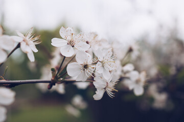 Cherry blossom in soft focus with bokeh effect. Natural spring season background