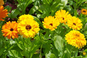 Blooming calendula (lat. Calendula officinalis) on a flower bed in the summer garden