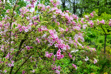 Fototapeta na wymiar Sunny spring day. Large shrub with pink flowers, in full bloom with blurred background in a garden in a sunny spring day, beautiful floral background. About parks, nature, seasons