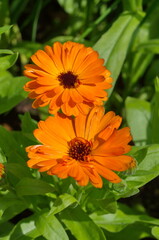 Blooming calendula (lat. Calendula officinalis) close-up