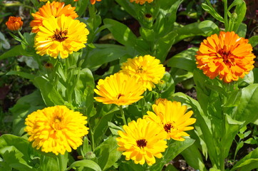 Bright flowers of calendula (lat. Calendula officinalis) in the summer garden