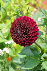 Dark red Dahlia blooms in the summer garden