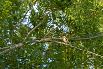 European Goldfinch perched in an Ash tree