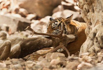 Tigeress (Noor) choking a deer