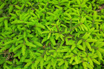 Fir branches with fresh shoots in the spring. Young green shoots ate in spring. Fir branches on a green background. Sunny spring day.