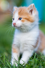 Ginger little kitten close-up on a green grass blurry background in a colorful backyard. Funny domestic animals.