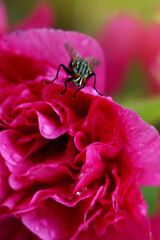 an ugly black fly landed on a beautiful red rose flower. love of evil