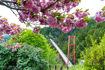 千眼堂吊り橋と桜