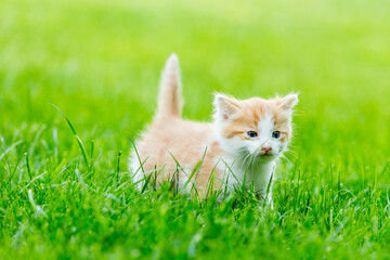 Naklejka na ściany i meble Ginger little kitten close-up on a green grass blurry background in a colorful backyard. Funny domestic animals.