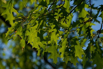 Quercus rubra