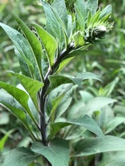 close up of green leaves