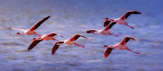 flamingos in flight