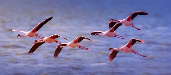 Fotobehang flamingos in flight © Theodore