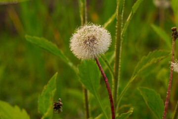 dandelion seeds in the dew