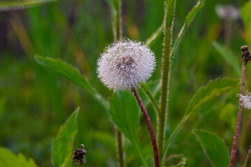 dandelion seeds in the dew