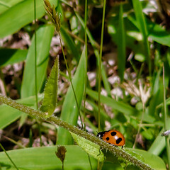 春のてんとう虫